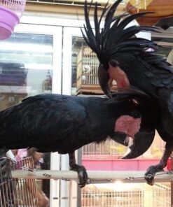 Black Palm Cockatoo Parrots For Sale