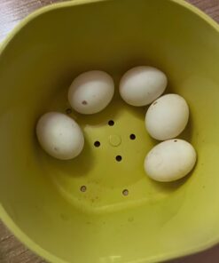 Panama Amazon Parrot Eggs