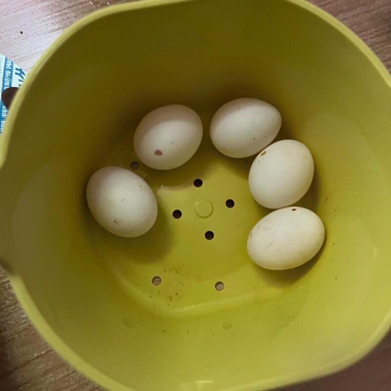 Panama Amazon Parrot Eggs