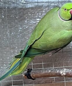 Green Male Indian Ringneck