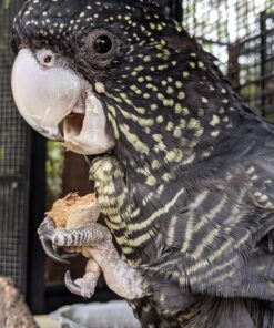 Red Tail Black Cockatoo Parrots For Sale