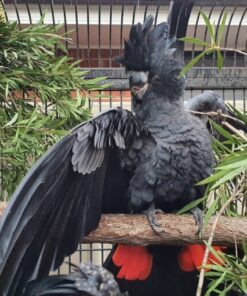 Red Tail Black Cockatoo Parrots For Sale