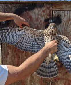 Shaheen Falcon For Sale