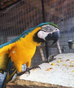 Blue And Gold Macaw Parrot For Sale Online