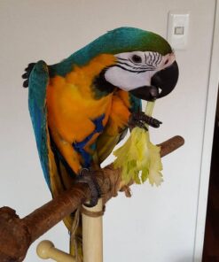 Blue And Gold Macaw Parrot For Sale Online