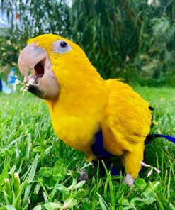 Golden Conure Birds For Sale