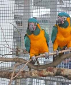 Blue -Throated Macaw Parrots For Sale