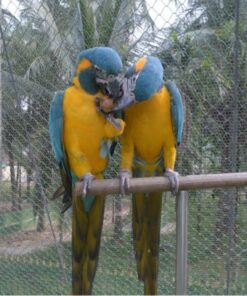 Blue -Throated Macaw Parrots For Sale