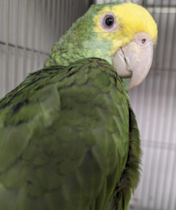 Amazon double yellow headed female