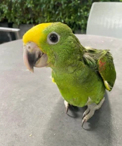 Amazon double yellow headed female