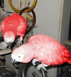 Baby Red Factor African Grey Parrots For sale