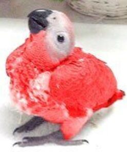 Baby Red Factor African Grey Parrots For sale