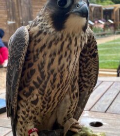 Peregrine Falcon Birds For Sale