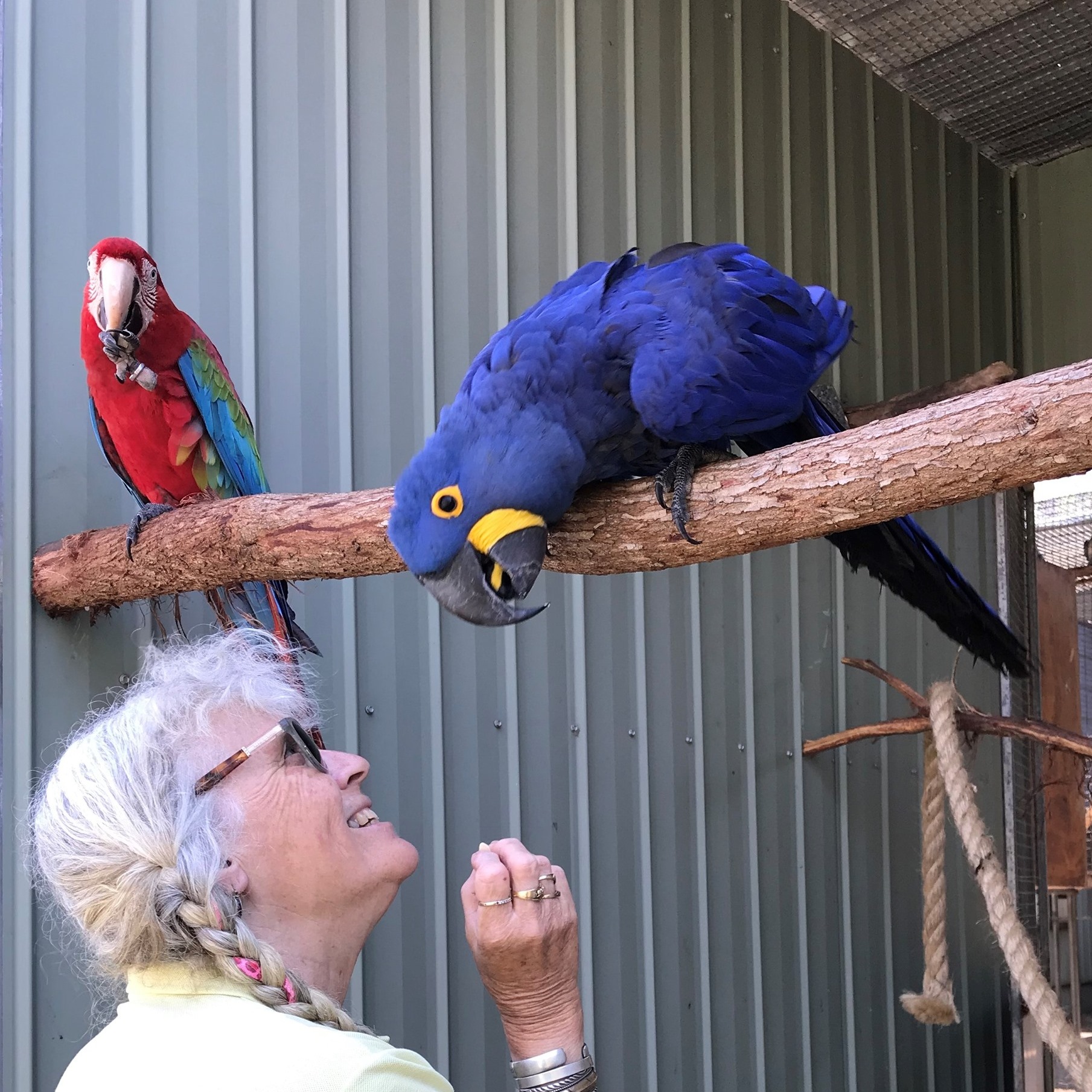 You are currently viewing A Little About Myself as a Parrot Breeder