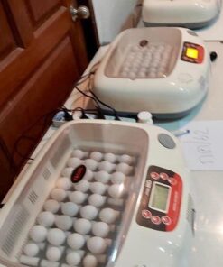 Parrot Egg Incubation