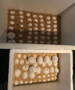 Major Mitchell’s Cockatoo Eggs.