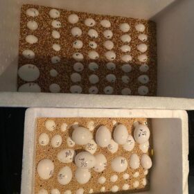 Major Mitchell's Cockatoo Eggs