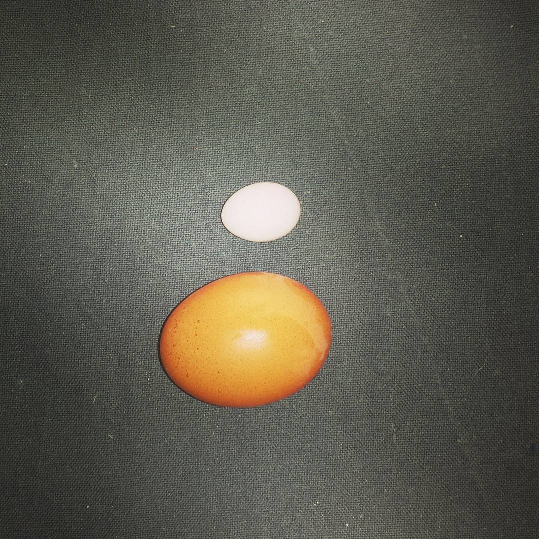 Fertile papegøyeegg for salg