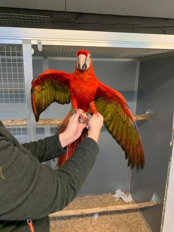 Read more about the article Why Ben Exotic Parrot Farm Birds Make Good Pets