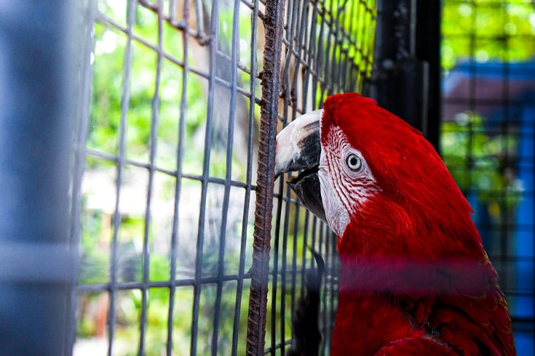 Breeding and training talk birds require a combination of science and passion. Here’s how we do it: Choosing the Right Breeds: Not all parrots are equally gifted at talking. We focus on breeds known for their speech abilities, such as African Greys, Amazon parrots, and Indian Ringnecks. Early Socialization: We introduce young parrots to human interaction as early as possible. This makes them comfortable around people and encourages them to listen and mimic sounds. Positive Reinforcement Training: Through praise and rewards, we encourage the parrots to repeat words and phrases. This not only builds their vocabulary but also strengthens their bond with humans. Stimulating Environment: We ensure that our parrots are exposed to diverse sounds, music, and conversations to inspire their vocal talents.